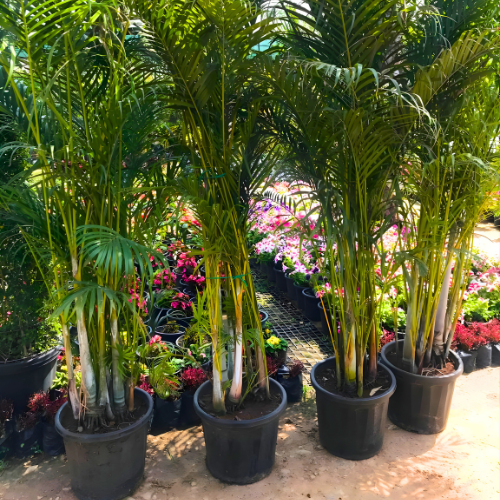 Untitled design (10)